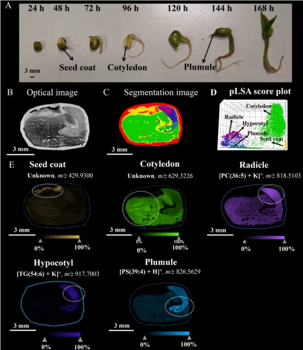 Lipid changes in mung bean seeds during germination Lipid changes in mung bean seeds during germination